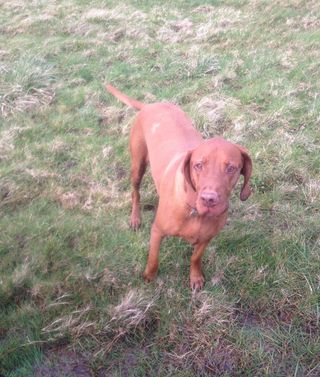 Professional Pet Care From A & M Home And Pet Care Services in Pinner Dog playing in the field