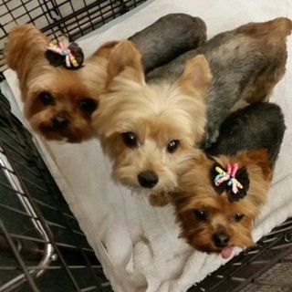 Pet Grooming – Yulee, FL – The Pet Care Center of Nassau