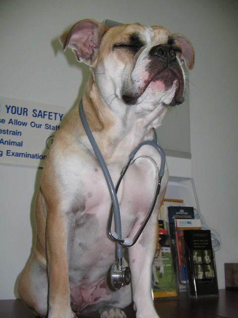 Dr. Roxy – Yulee, FL – The Pet Care Center of Nassau