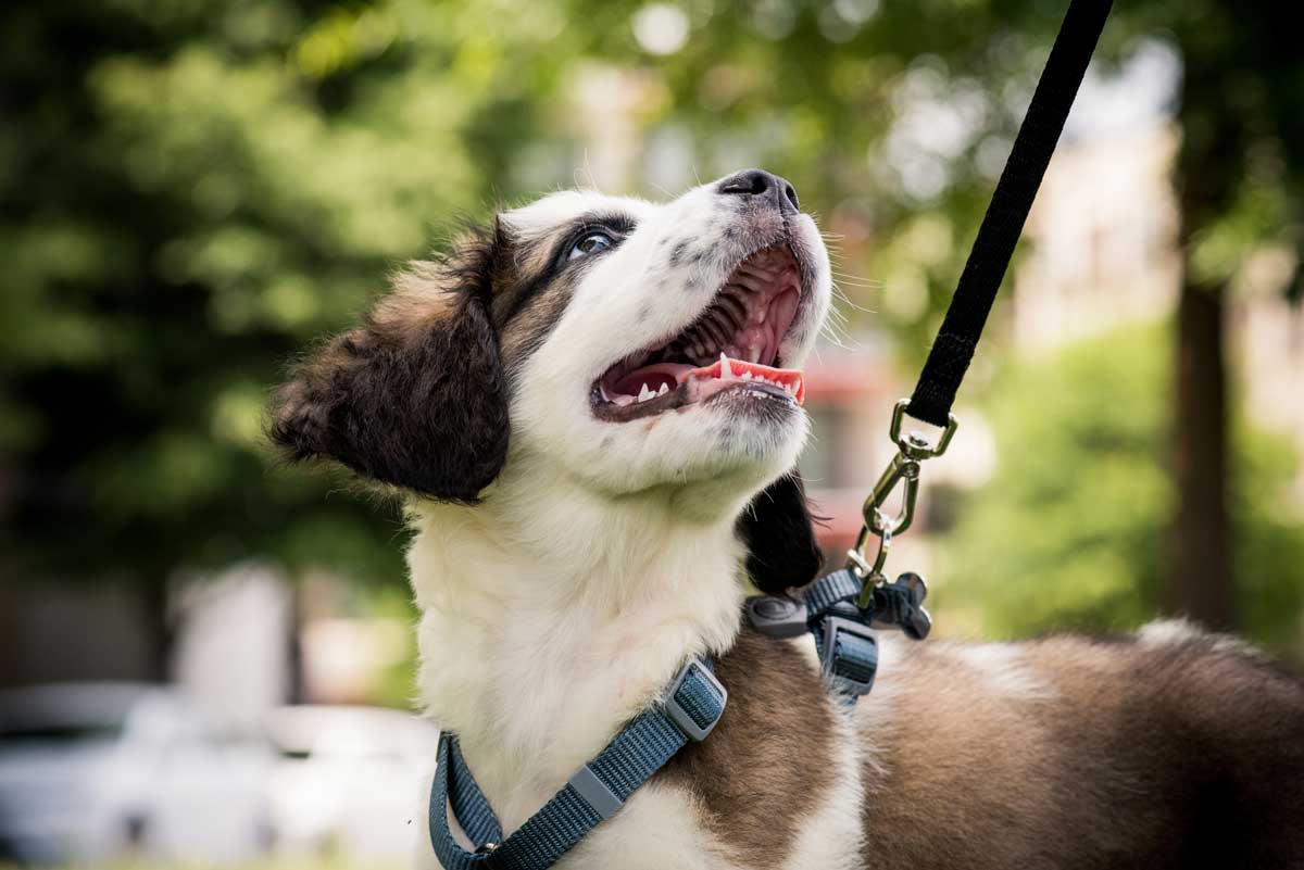 Dog Clinic – Yulee, FL – The Pet Care Center of Nassau