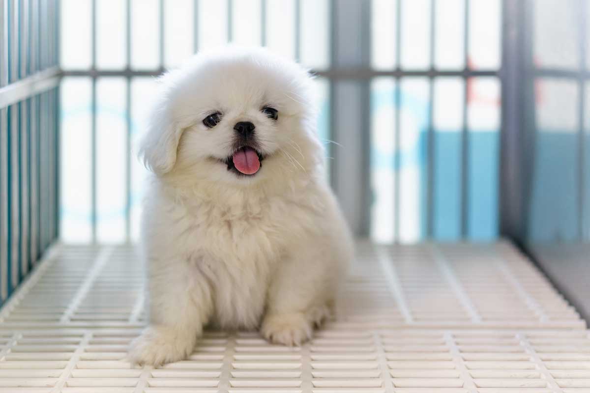 Canine Clinic – Yulee, FL – The Pet Care Center of Nassau