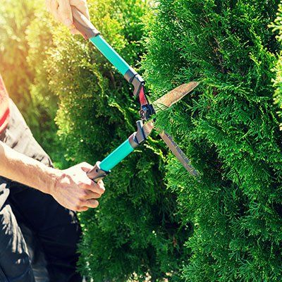 Stump Grinding — Tree Trimming in Albertville, AL Stump Grinding — Tree Trimming in Albertville, AL