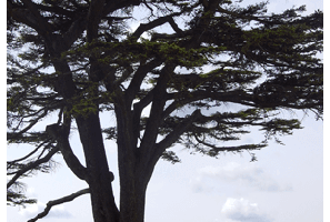 tree crown
