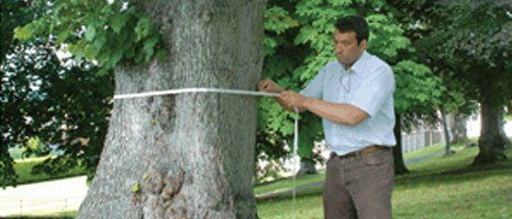 measuring a trunk