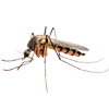 Mosquito — Infected Mosquito in Grapevine, TX
