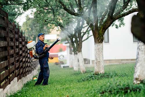 Mosquitoes — Fogging To Prevent The Dengue in Grapevine, TX Mosquitoes — Fogging To Prevent The Dengue in Grapevine, TX