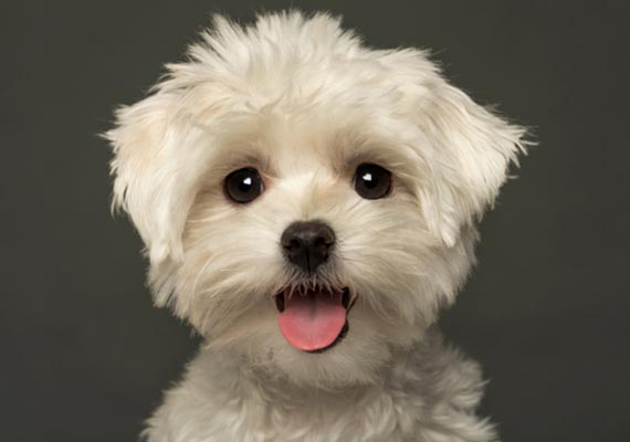 Finding your new friend — Whiteway Pet Shop in Elizabeth, NJ Finding your new friend — Whiteway Pet Shop in Elizabeth, NJ