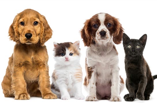 Our pets — Whiteway Pet Shop in Elizabeth, NJ Our pets — Whiteway Pet Shop in Elizabeth, NJ