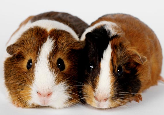 Affordable pet supplies — Whiteway Pet Shop in Elizabeth, NJ Affordable pet supplies — Whiteway Pet Shop in Elizabeth, NJ