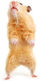 Standing hamster — Whiteway Pet Shop in Elizabeth, NJ Standing hamster — Whiteway Pet Shop in Elizabeth, NJ