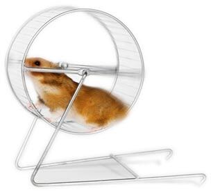 Hamster running in the wheel — Whiteway Pet Shop in Elizabeth, NJ Hamster running in the wheel — Whiteway Pet Shop in Elizabeth, NJ
