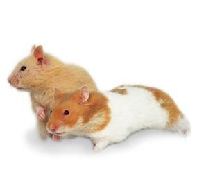 Two Hamsters — Whiteway Pet Shop in Elizabeth, NJ Two Hamsters — Whiteway Pet Shop in Elizabeth, NJ