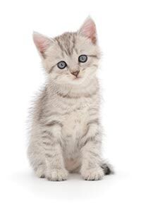 New best friend — Whiteway Pet Shop in Elizabeth, NJ New best friend — Whiteway Pet Shop in Elizabeth, NJ