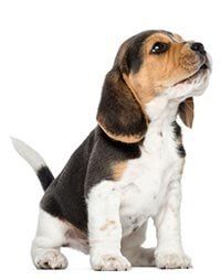 New purebreds — Whiteway Pet Shop in Elizabeth, NJ New purebreds — Whiteway Pet Shop in Elizabeth, NJ