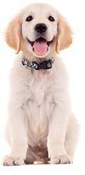 Ready to go home — Whiteway Pet Shop in Elizabeth, NJ Ready to go home — Whiteway Pet Shop in Elizabeth, NJ