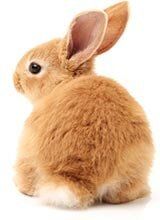 Small animal — Whiteway Pet Shop in Elizabeth, NJ Small animal — Whiteway Pet Shop in Elizabeth, NJ