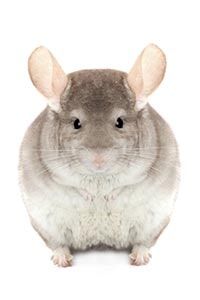 Chinchilla — Whiteway Pet Shop in Elizabeth, NJ Chinchilla — Whiteway Pet Shop in Elizabeth, NJ