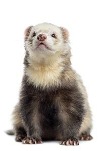 Ferret — Whiteway Pet Shop in Elizabeth, NJ Ferret — Whiteway Pet Shop in Elizabeth, NJ