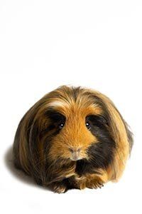 Guinea pig — Whiteway Pet Shop in Elizabeth, NJ Guinea pig — Whiteway Pet Shop in Elizabeth, NJ