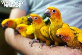 bird bird