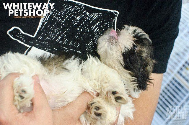 puppy1