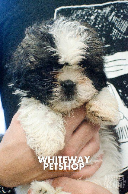 puppy3