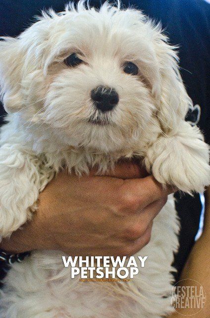 puppy4