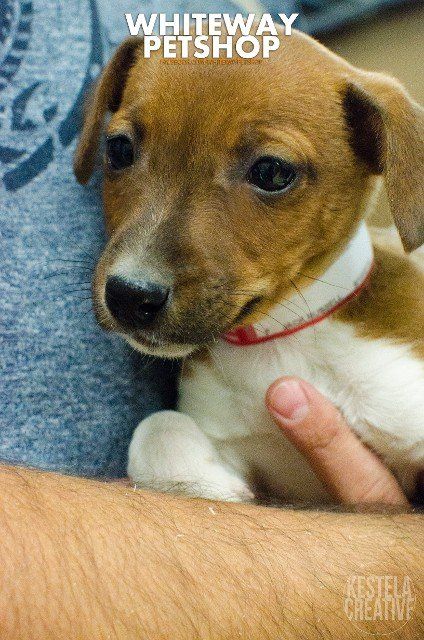puppy6