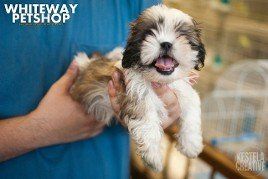 puppy7