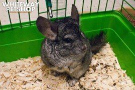 chinchilla