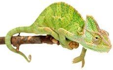 Perfect Pet — Whiteway Pet Shop in Elizabeth, NJ Perfect Pet — Whiteway Pet Shop in Elizabeth, NJ