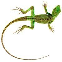 Lizard — Whiteway Pet Shop in Elizabeth, NJ Lizard — Whiteway Pet Shop in Elizabeth, NJ