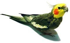 Parrot — Whiteway Pet Shop in Elizabeth, NJ Parrot — Whiteway Pet Shop in Elizabeth, NJ
