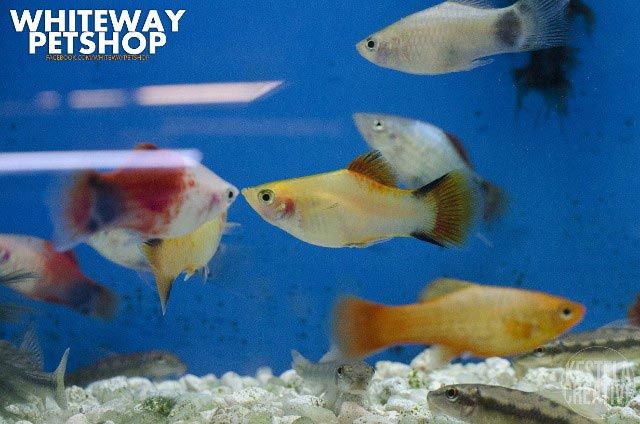 fish10