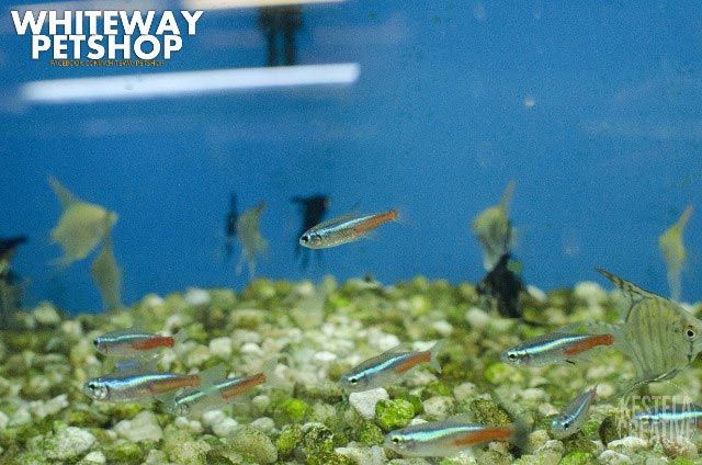 fish11