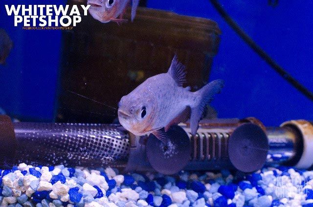 fish12