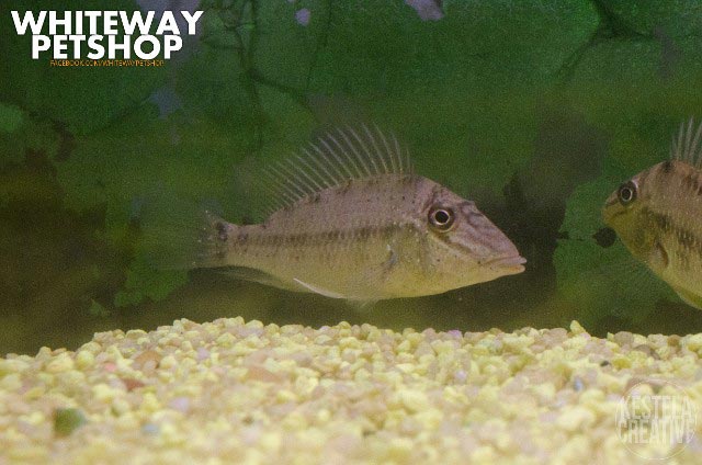 fish13