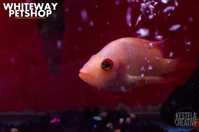 fish14
