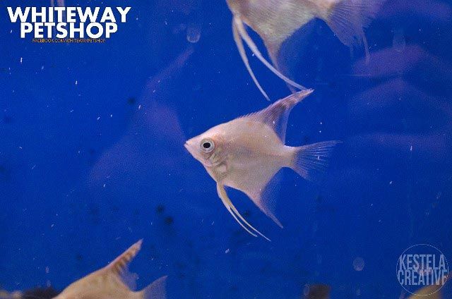 fish15