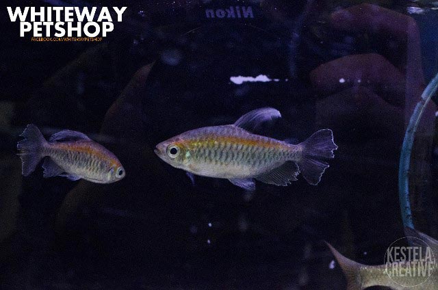 fish18