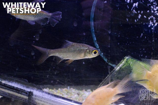 fish19