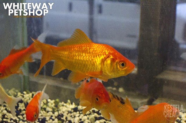 fish20