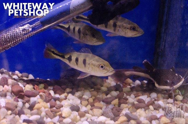 fish22