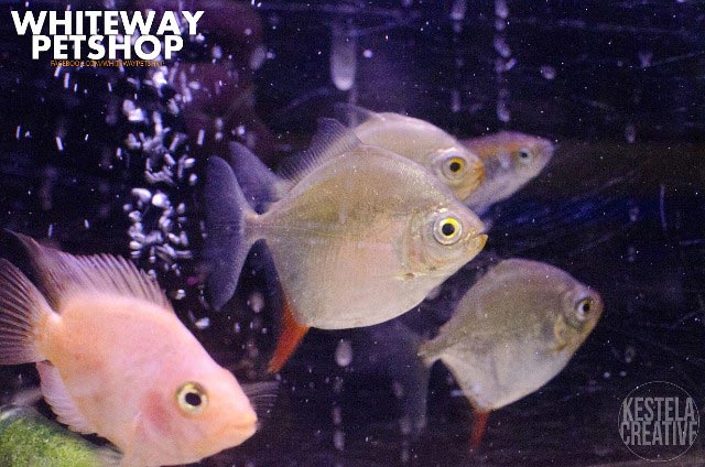 fish23