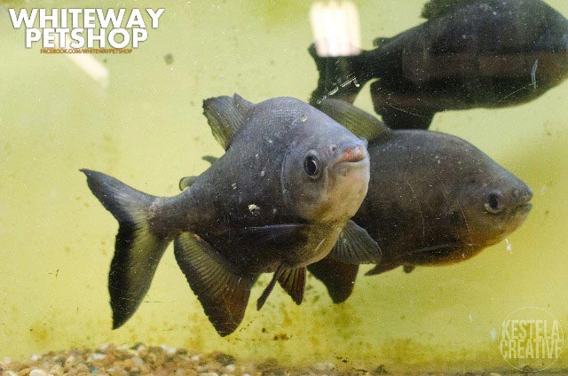 fish24