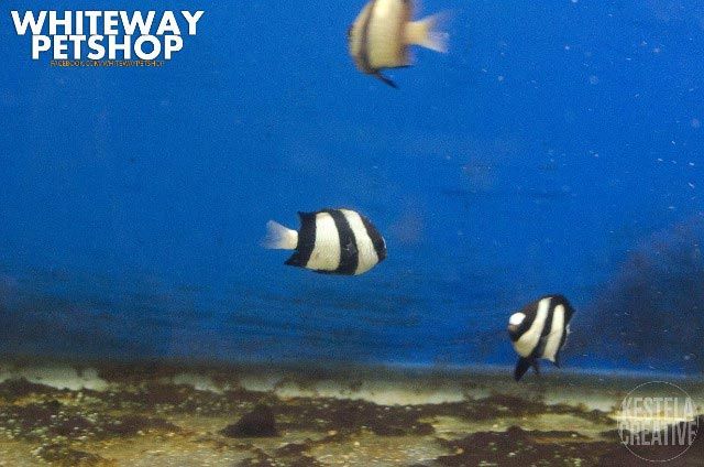 fish27
