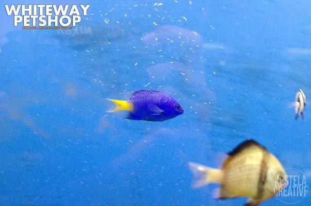 fish29