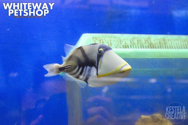 fish32