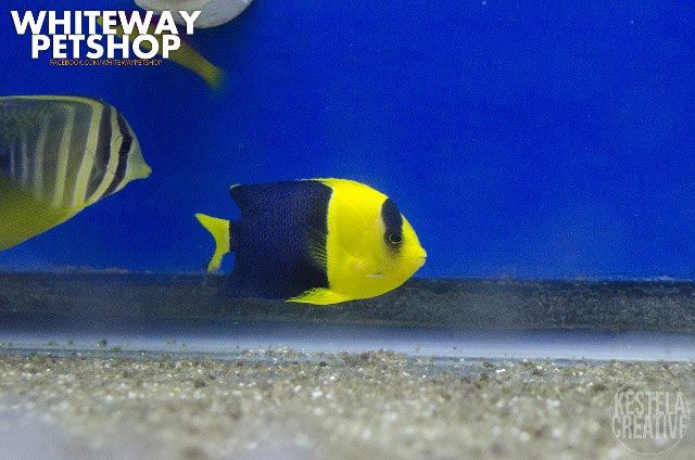 fish33