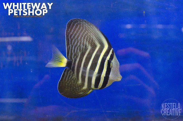 fish34